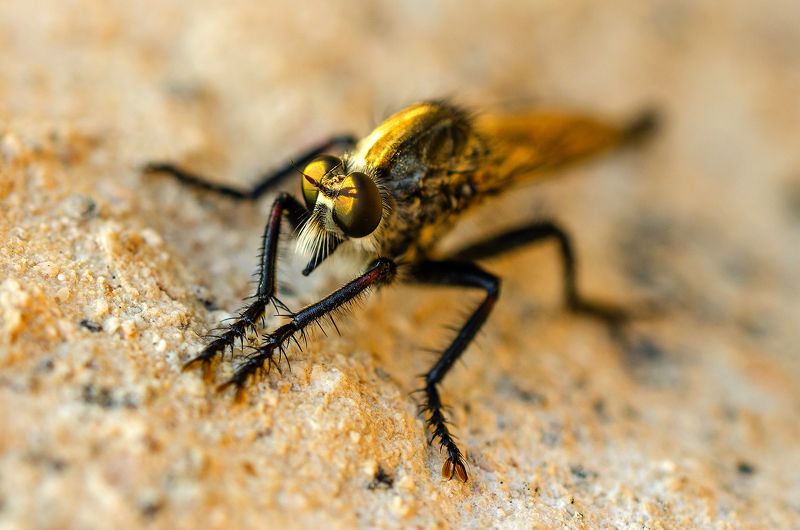 макро, насекомое, природа, муха, крылья Чудо-юдо фото превью