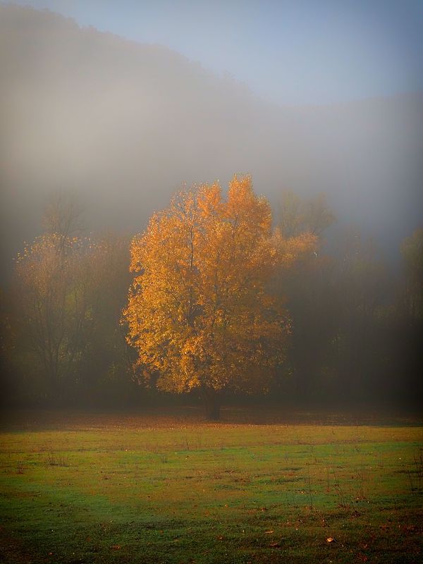 Foggy tree фото превью