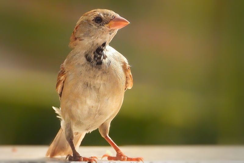 sparrow фото превью