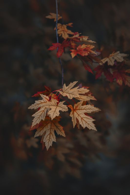 Привкус осени фото превью