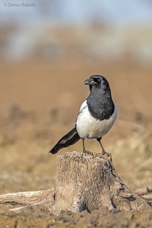 Сорока фото превью
