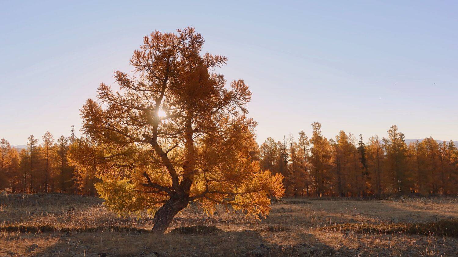 природа,осень,алтай,лиственница,солнце,утро,курайскаястепь, Галина Козлова