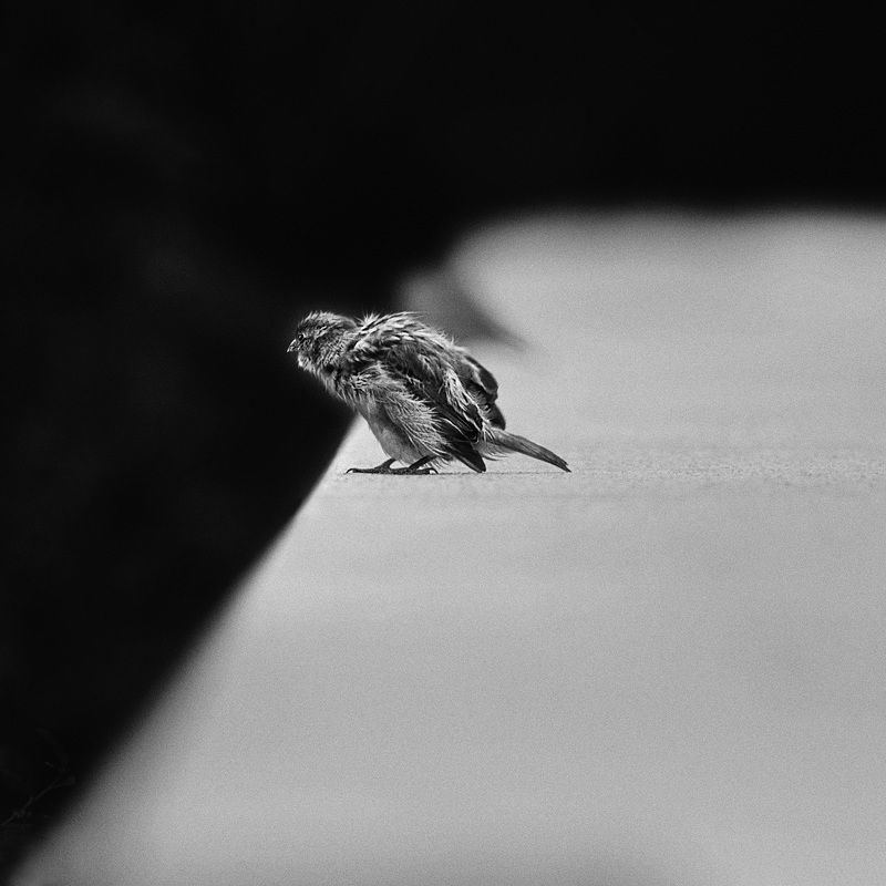 чб фото, птицы и город, Воробьи фото превью