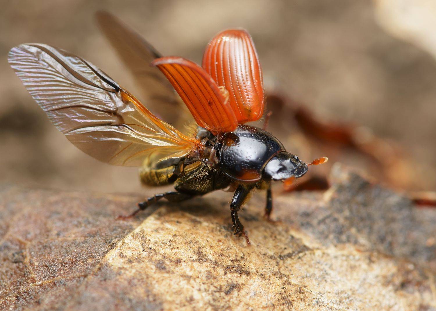 афодий красный, aphodius fimetarius, афодии, навозники, aphodius, пластинчатоусые, scarabaeidae, жук, Павел Черенков
