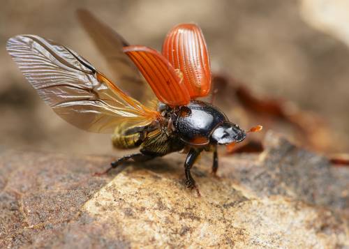 Купили навоз?! Тогда мы летим к вам!