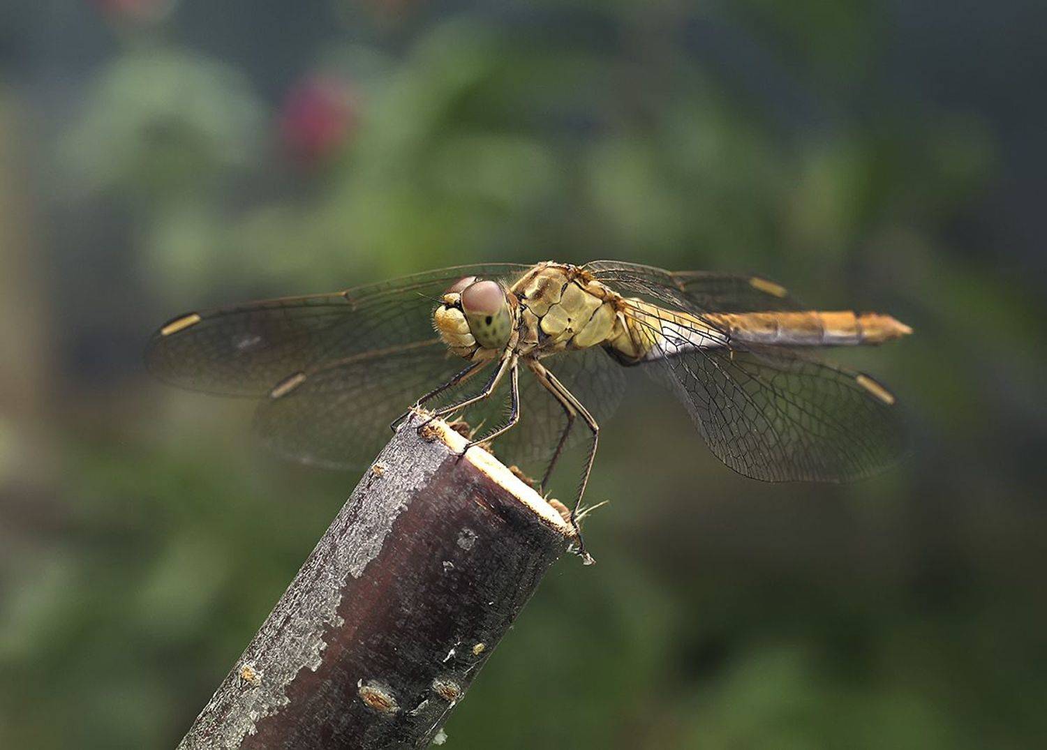 стрекоза, Гарик Соколов