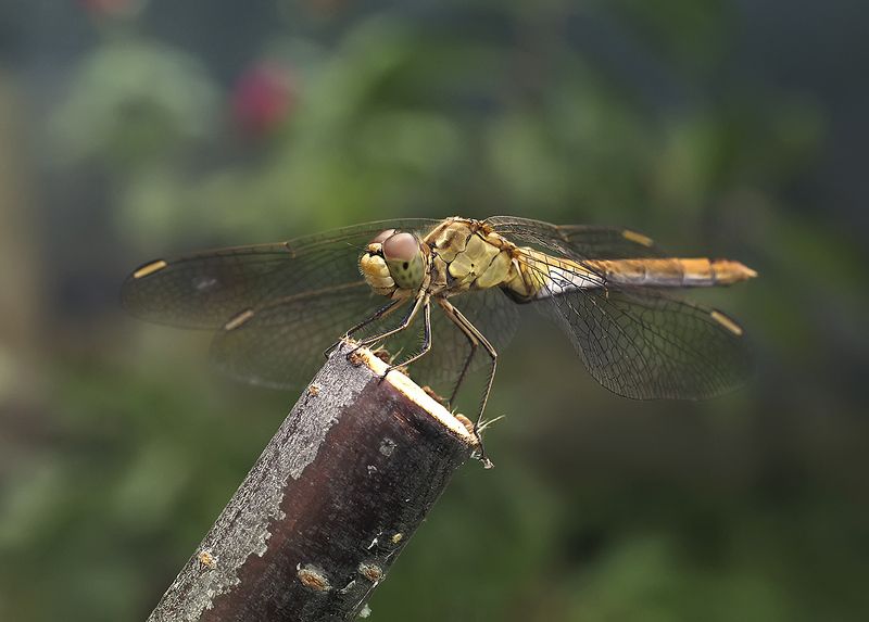 стрекоза Бондарь фото превью