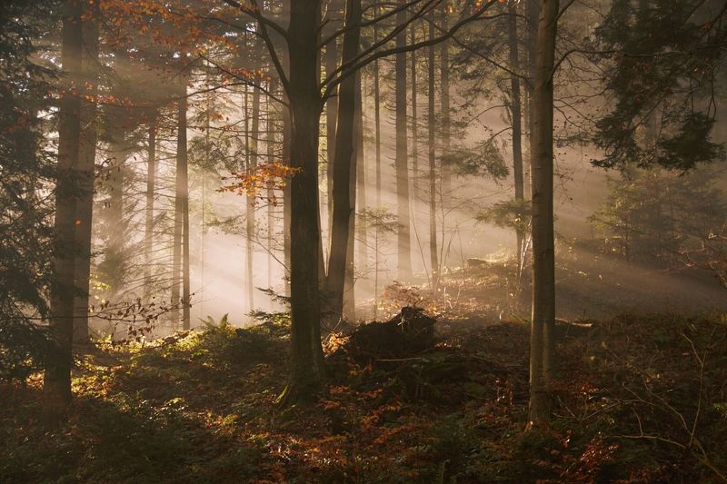 Las... фото превью