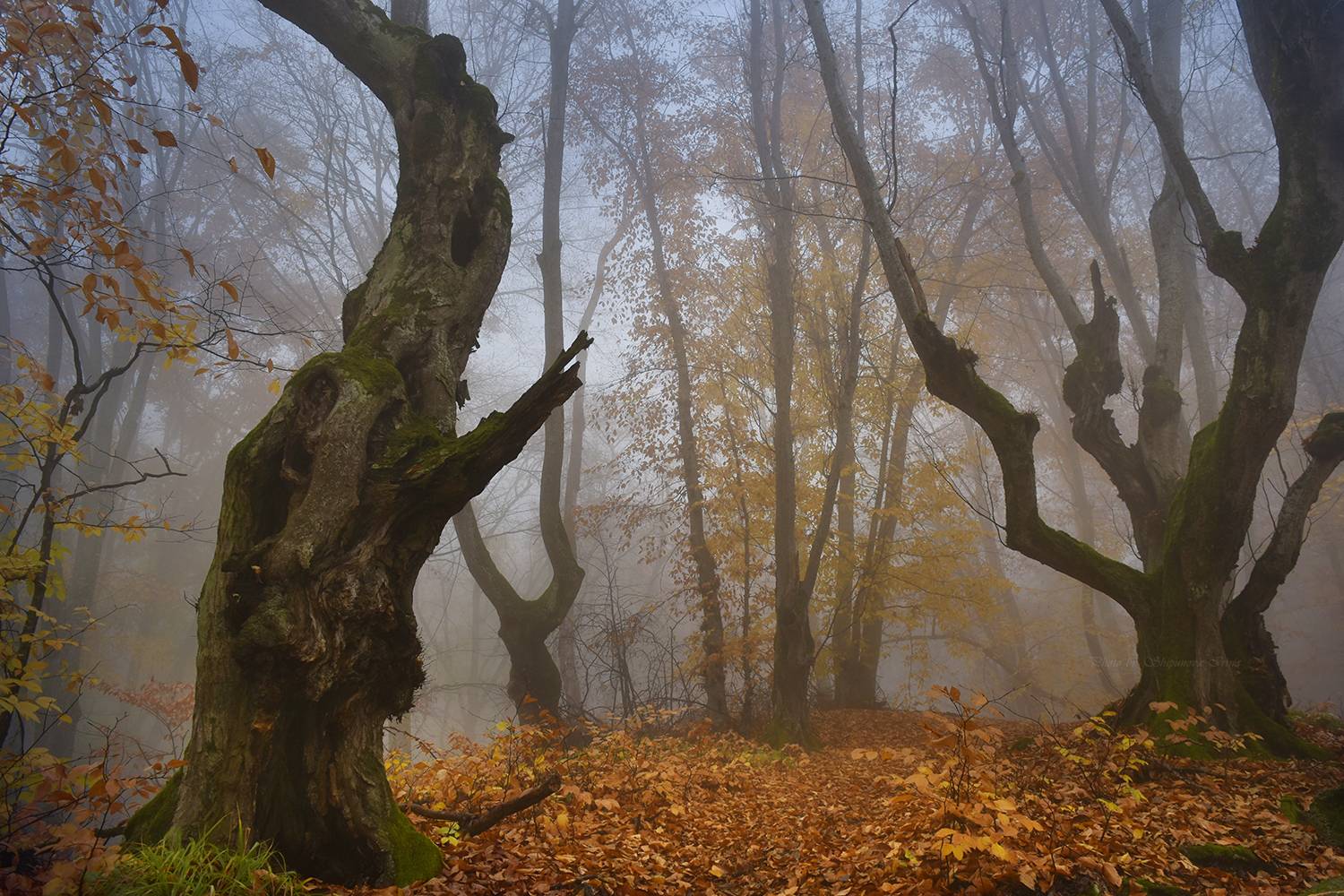 , Шипунова Ирина