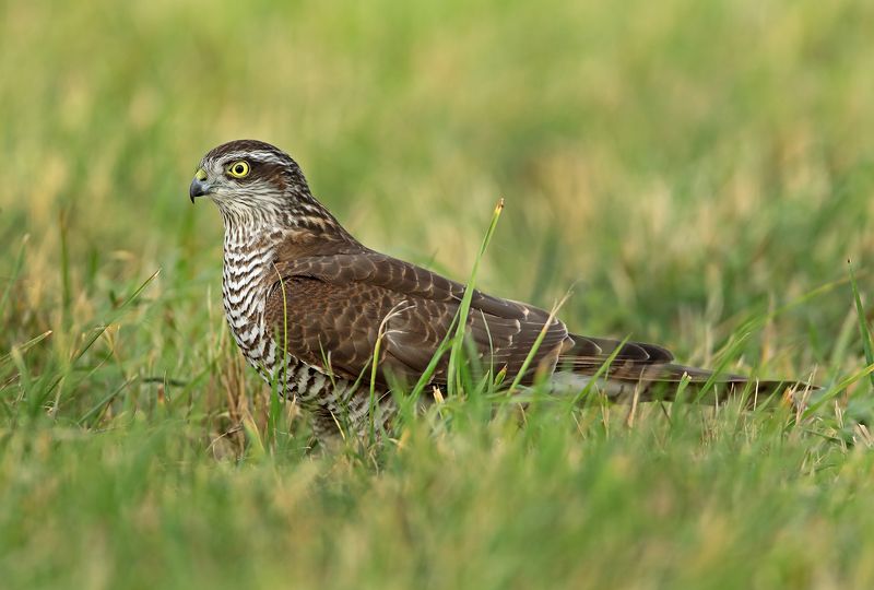 Ястреб перепелятник. фото превью