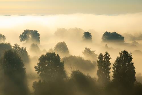 Туманное утро