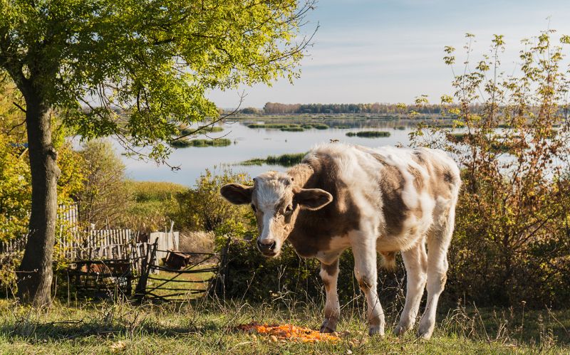 В деревне фото превью