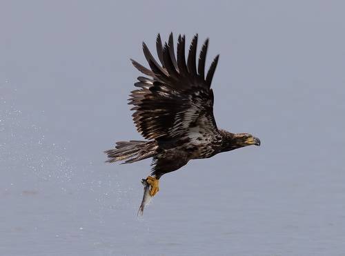 Bald Eagle - Белоголовый Орлан. Молодой