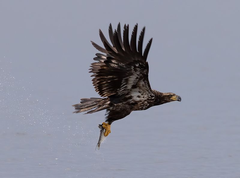 хищные птицы, eagle, орел, florida, raptor, флорида, bald eagle Bald Eagle - Белоголовый Орлан. Молодой фото превью