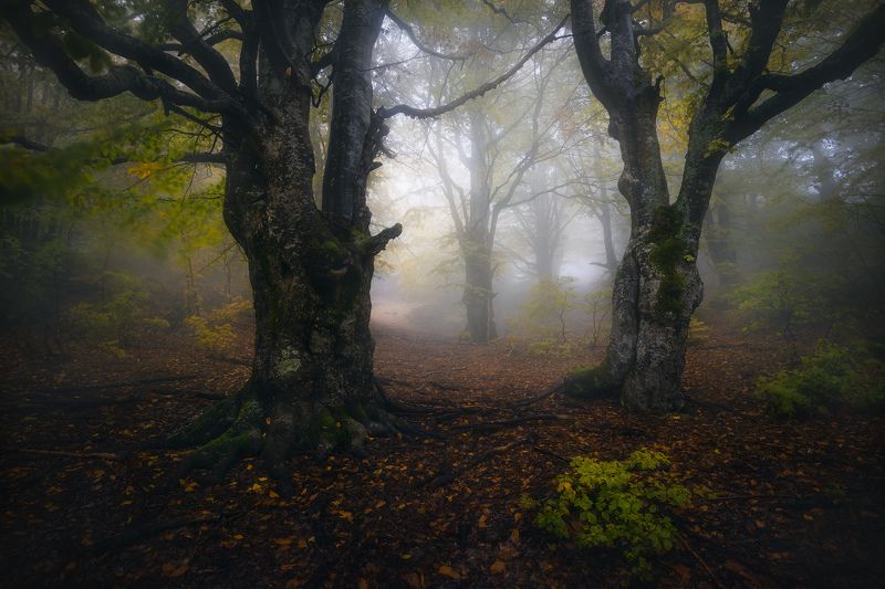March of the Ents фото превью