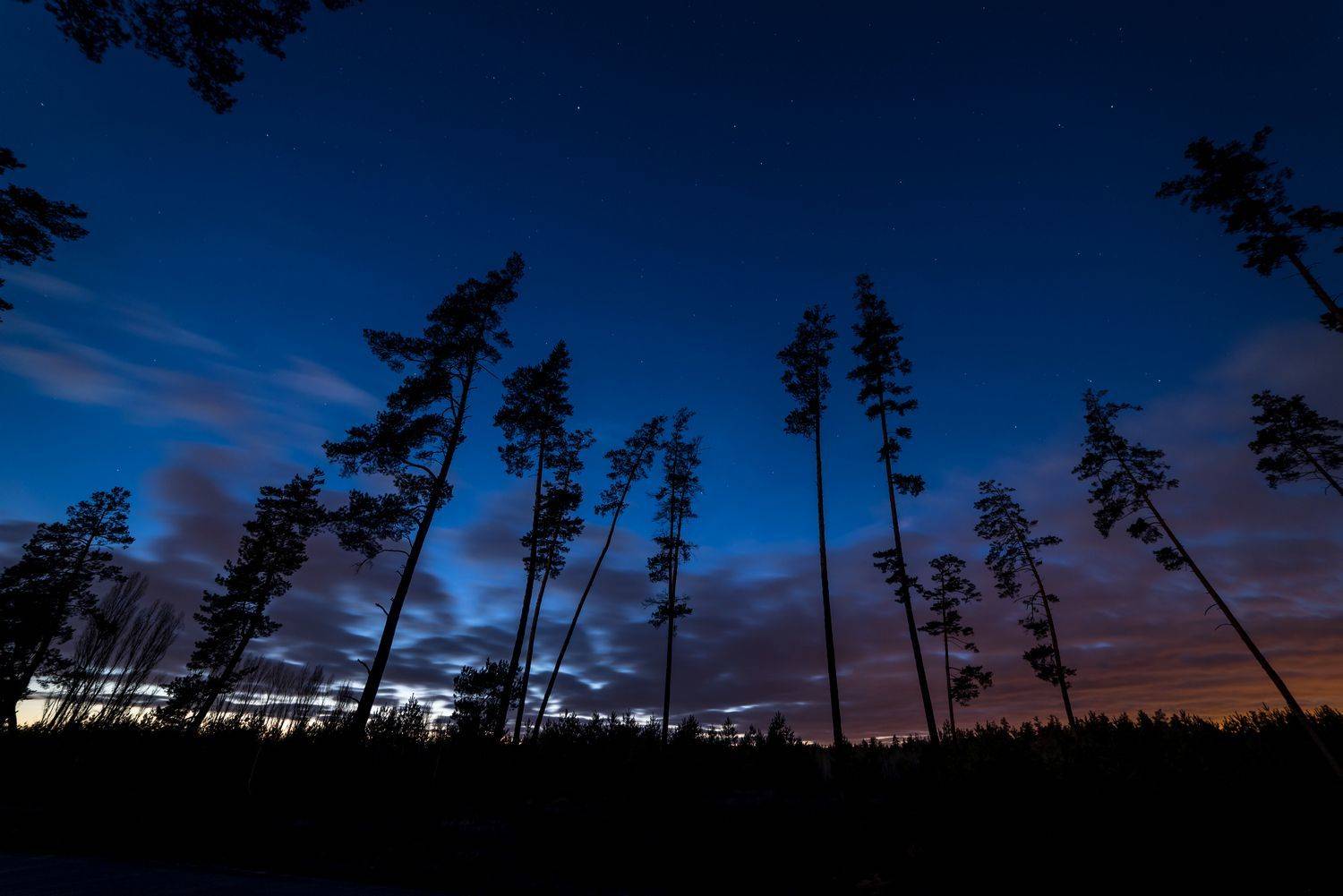 вечер, лес, титовка, Александр Литвишко