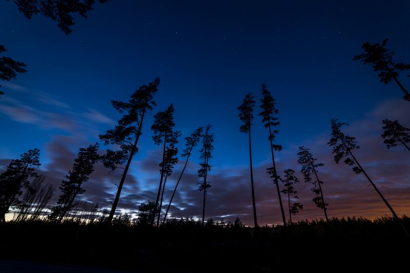 вечер, лес, титовка Поздний вечер фото превью