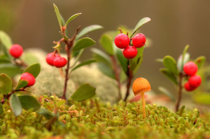Однажды осенью... фото превью