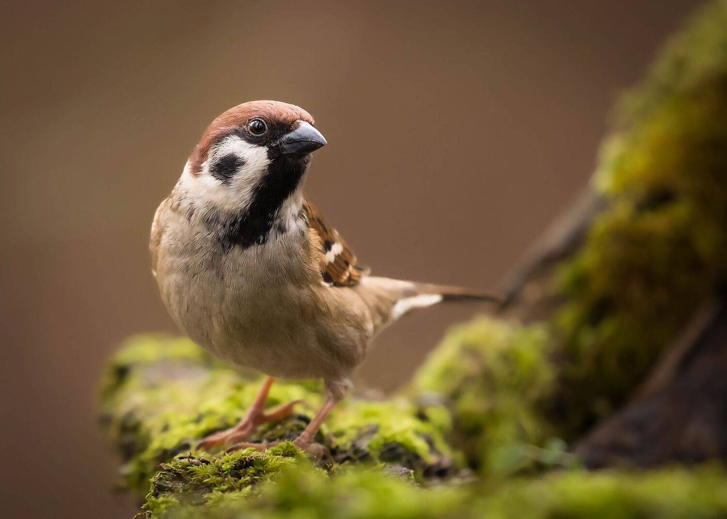 , Robert Adamec