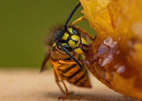Hungry Wasp