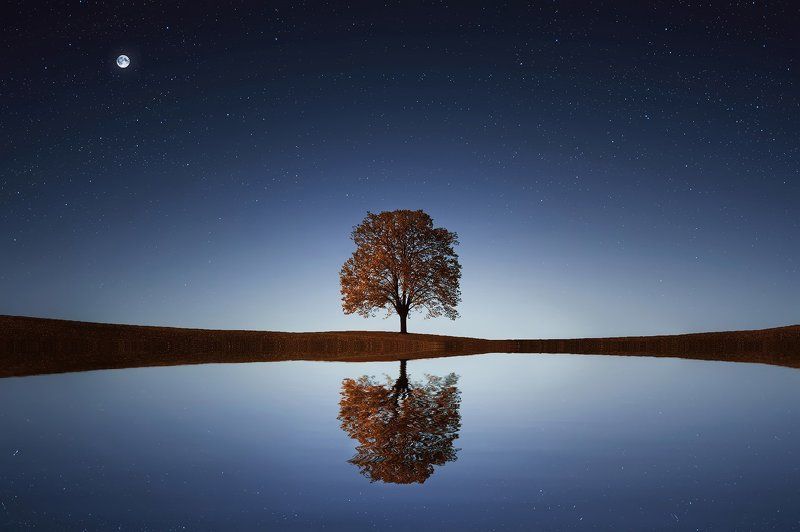 tree,lake,stars,reflection,water, Tree фото превью