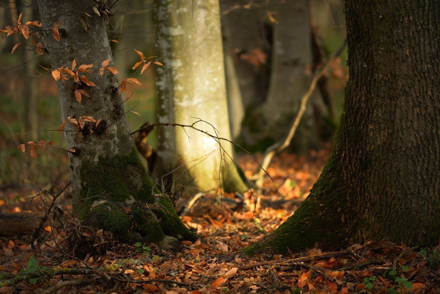 осень листва утро лес, Александр Жарников