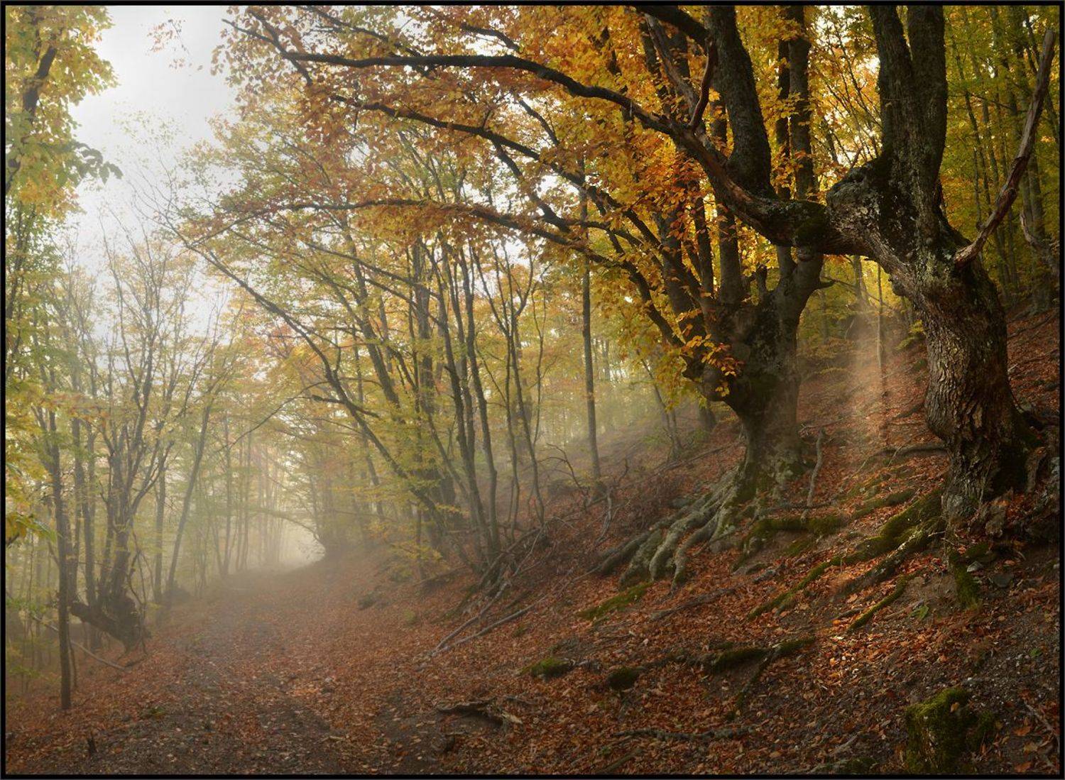 , Владимир Метцгер