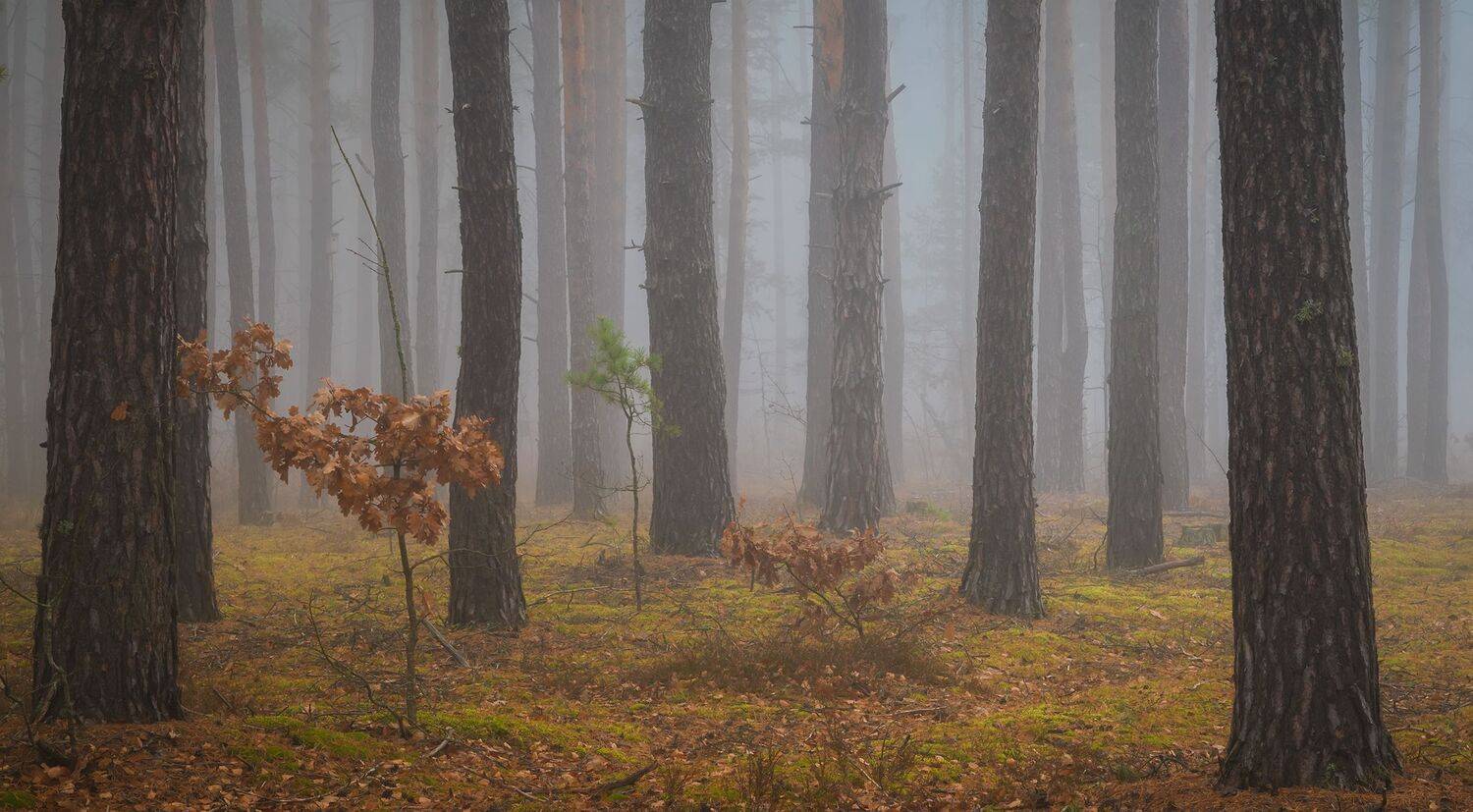 , Дмитрий Захаров