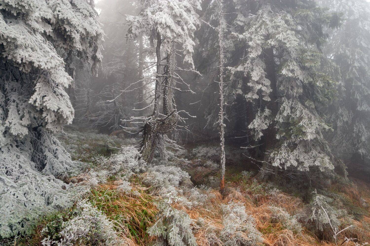 , Александър Сандев