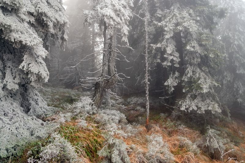 Ноябрь 2021 фото превью