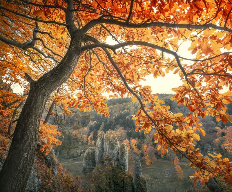 OPN фото превью