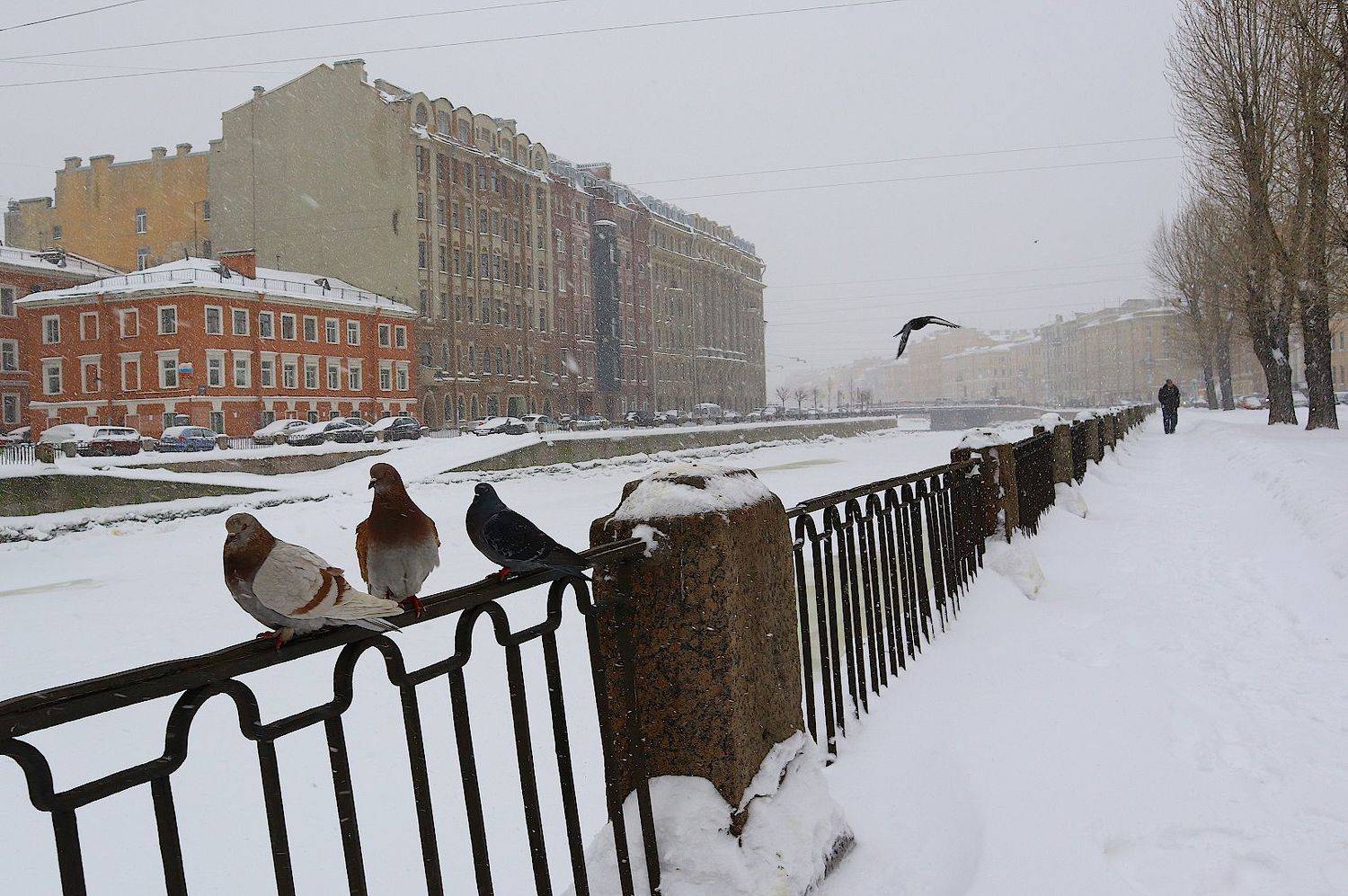 петербург, зима, Александр Зорин
