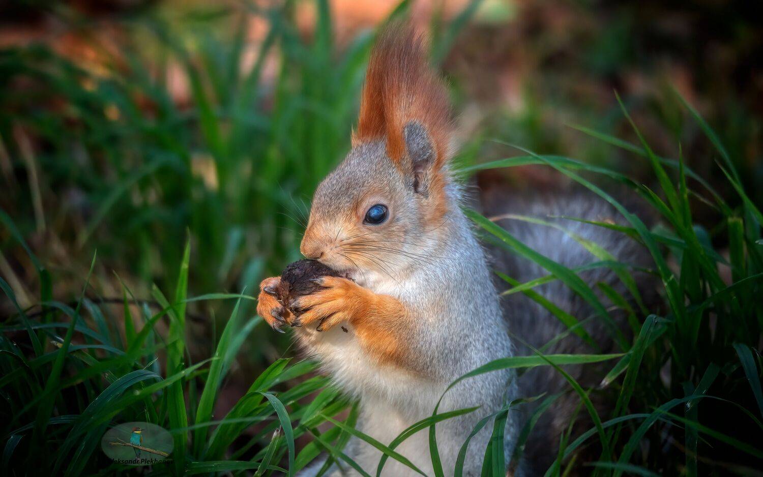 белка, Alexander Plekhanov