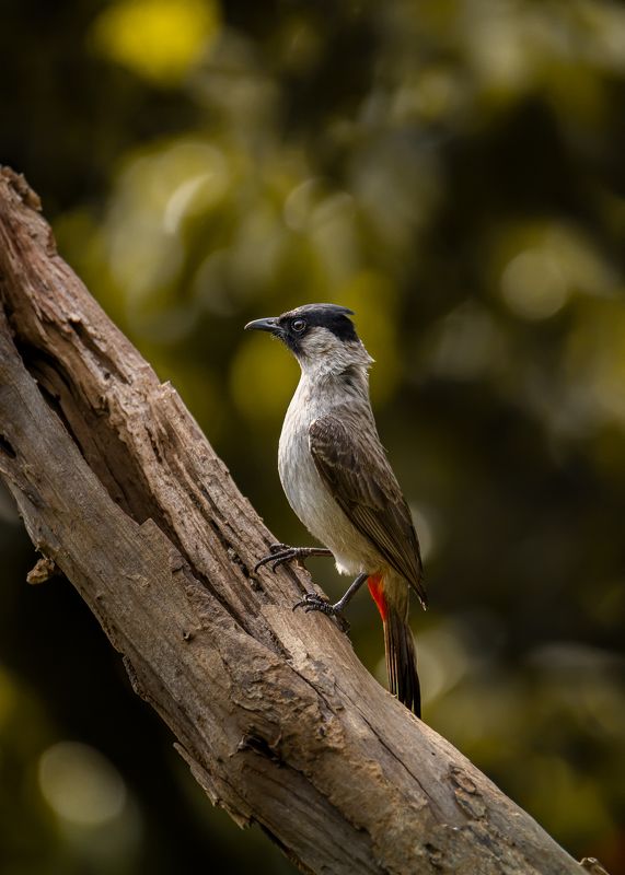 birds, animals, wildlife, sooty-headed bulbul, птицы, золотобрюхий настоящий бюльбюль, пернатые Золотобрюхий настоящий бюльбюль фото превью