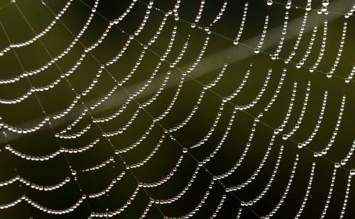 Dewdropped spider web