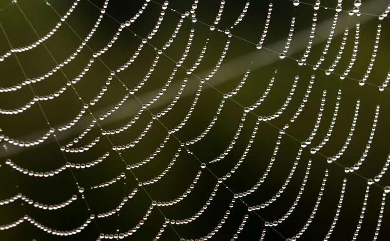 #background #wallpaper #drops #waterdrops #Naturebackground   #nature #каплиросы #роса #dew #macro #макро Dewdropped spider web фото превью