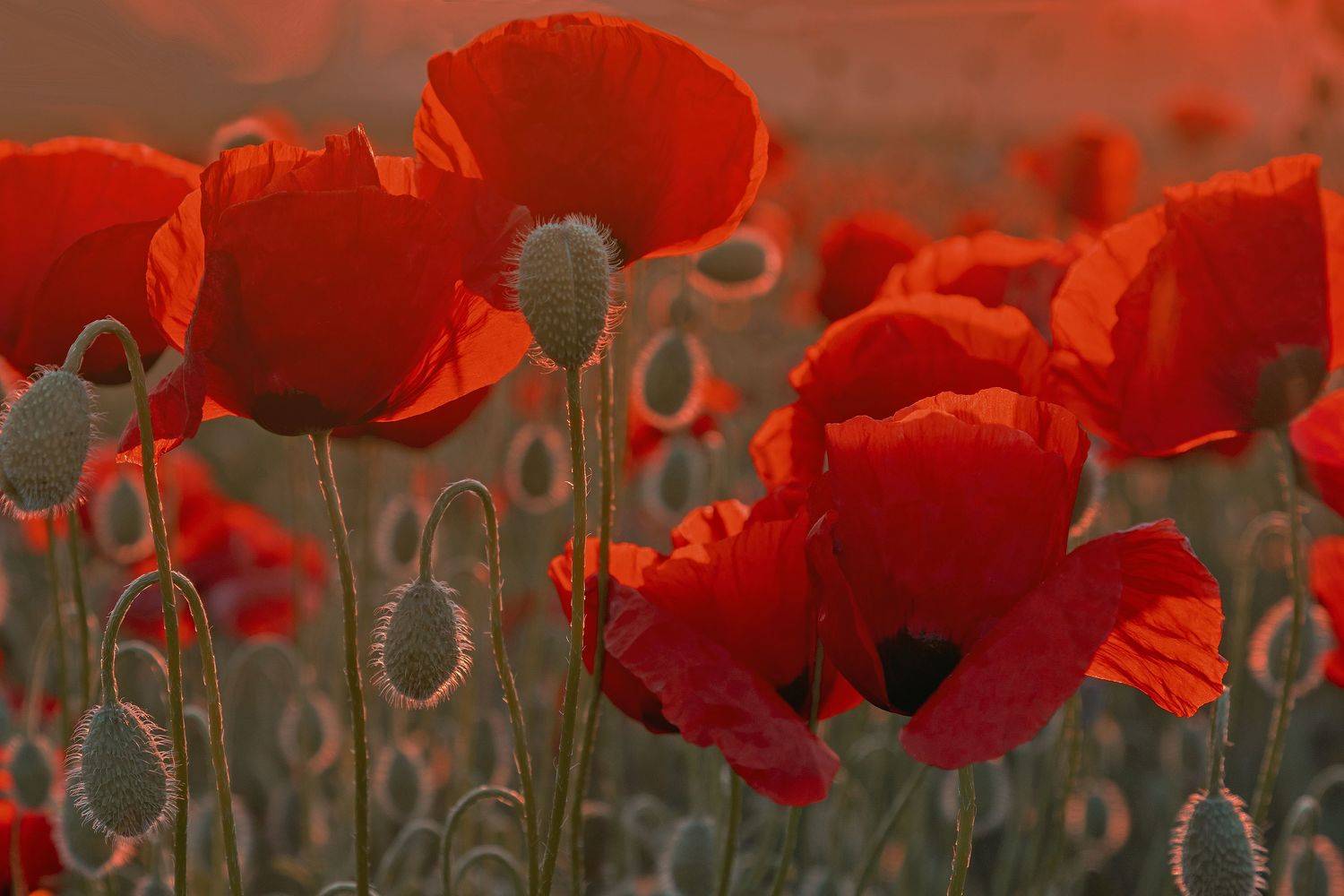 Крым, Елена Гусева