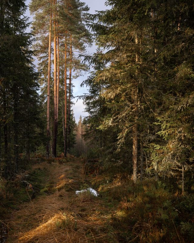 новгородская область, ноябрь, сосны, лес, Шишкин лес фото превью