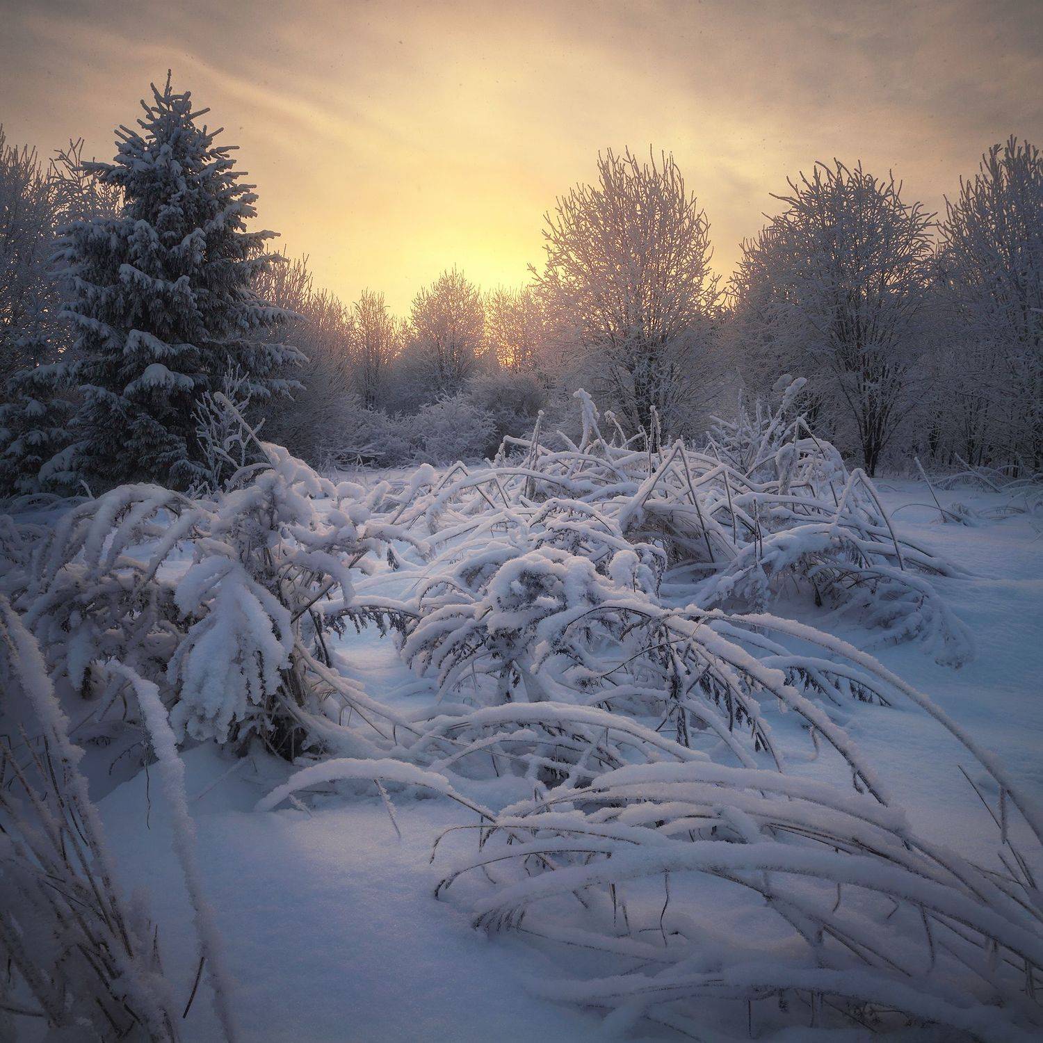 зима, снег, иней, закат, лес, Смольский Евгений