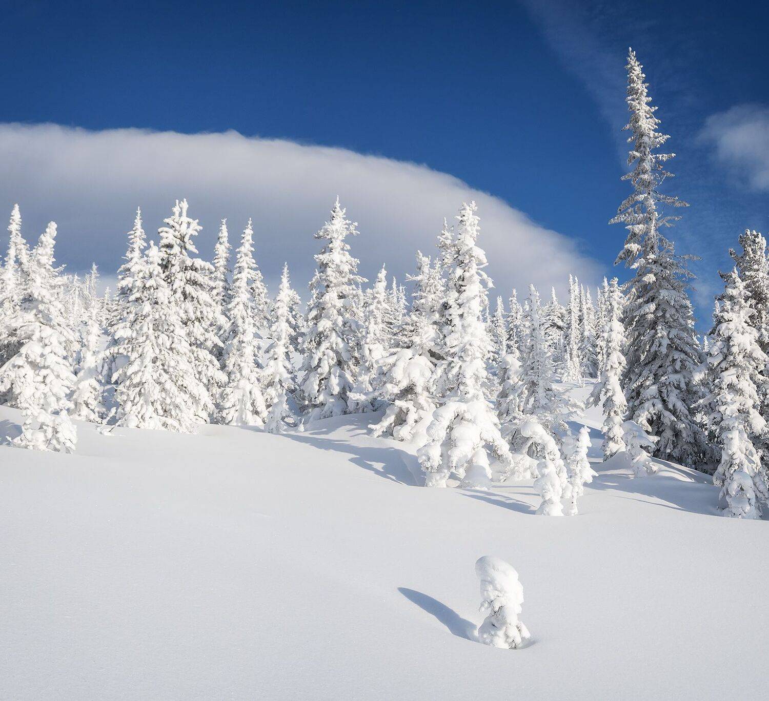 , Лещёнок Александр
