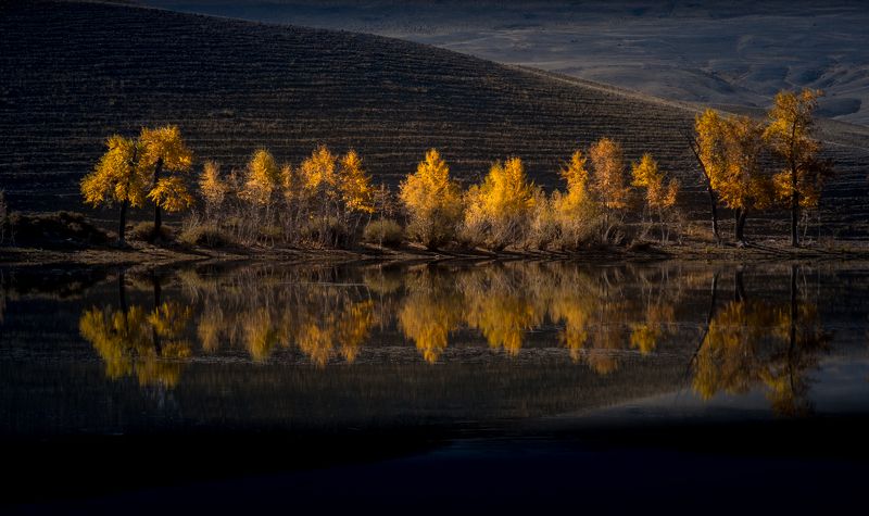 алтай, озеро, отражение, осень, что такое осень?, дерево, вода, зеркало, lake, reflection, autumn, tree, water, mirror, пейзаж, природа, контраст, фототур на алтай, нд, золотой алтай нд, золотой алтай Осенние контрасты фото превью