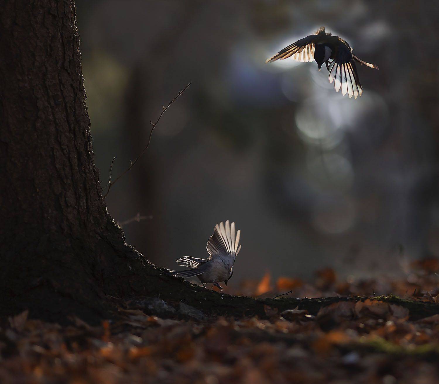птицы,синицы, полёт,осень,лес, природа,красота, birds, titmouse, flight, autumn, nature, Юлия Стукалова