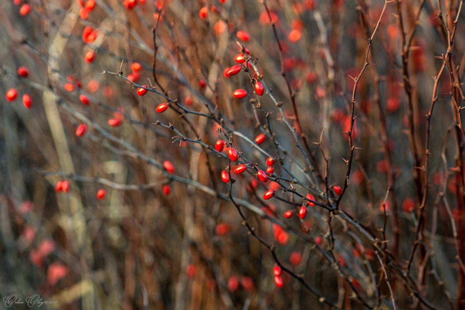 , Орлов Олег