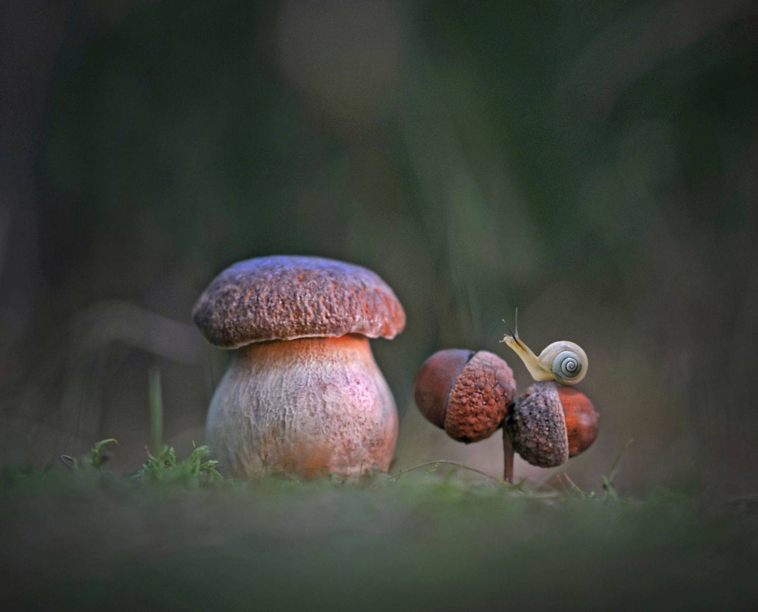 боровик, закат, природа, улитка, Александр Гвоздь