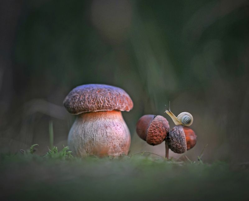 боровик, закат, природа, улитка *** фото превью