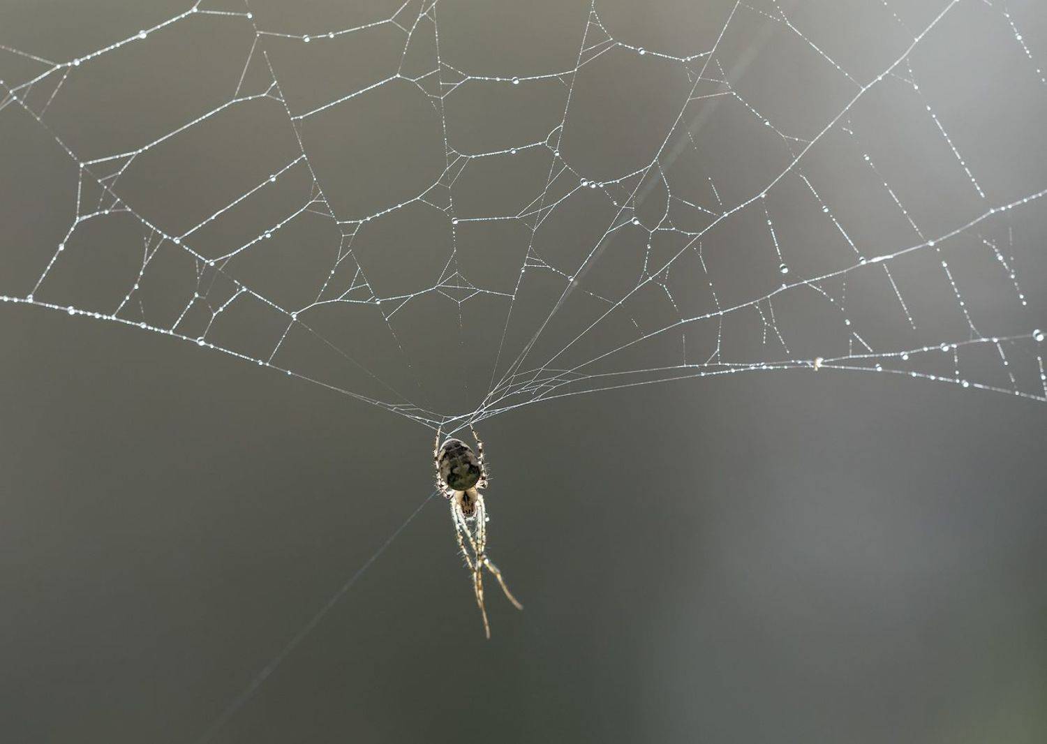 природа, паук, паутина, Александр Смолкин