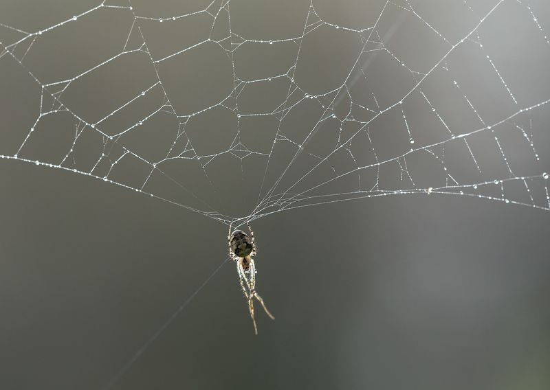 природа, паук, паутина Молодой десантник фото превью
