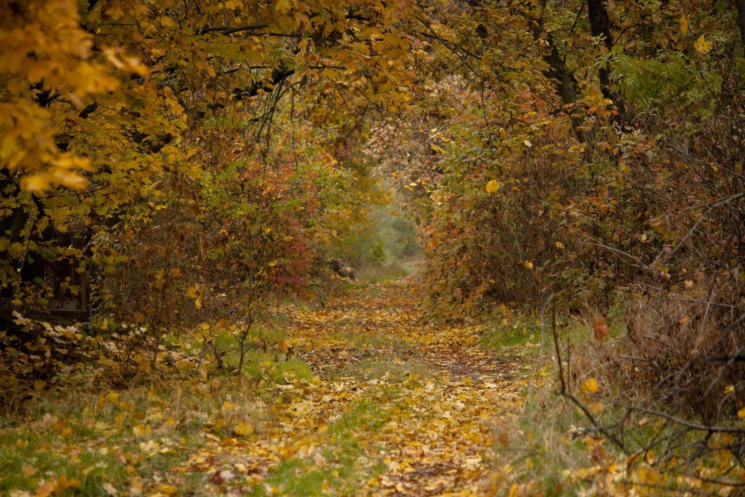 , Алёна Данильчук