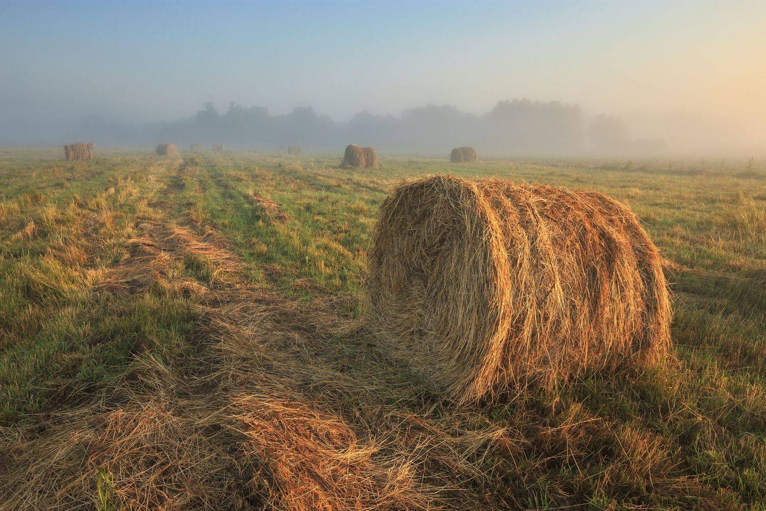 2021, россия, пейзаж, поле, утро, туман, стог, трава, сено, лес, лето, Денис Лукьяненко