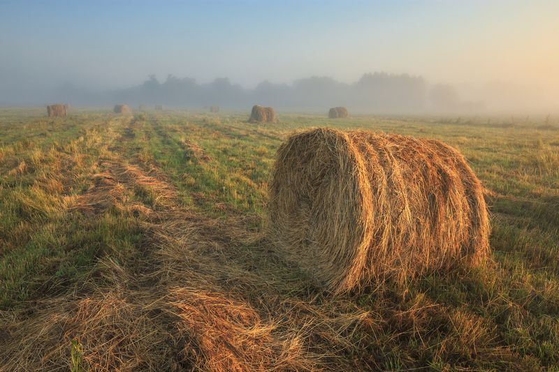 2021, россия, пейзаж, поле, утро, туман, стог, трава, сено, лес, лето Запах сена и тумана фото превью